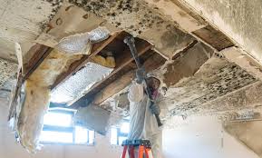 Environmental Consulting for Mold Prevention in Queen City, TX